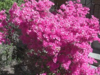 Azaleas - The Georgia State Flower